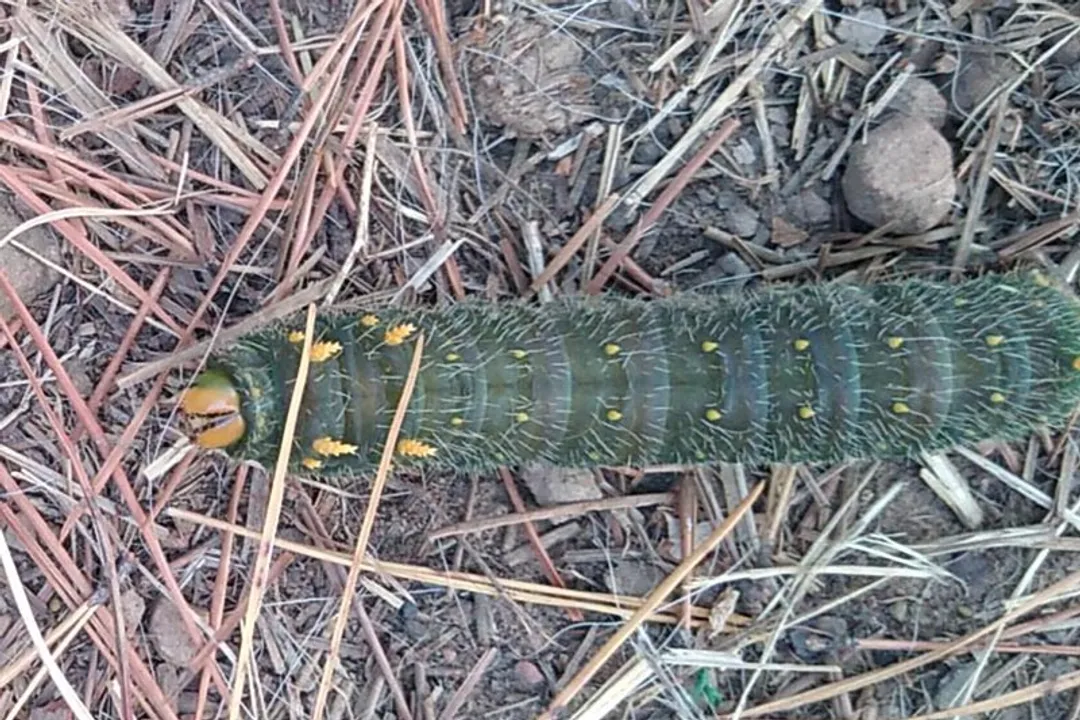 Are imperial moths poisonous to humans?