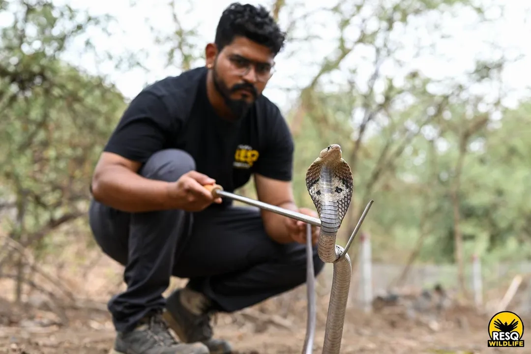 Are Indian cobras aggressive?, Defensive Posture