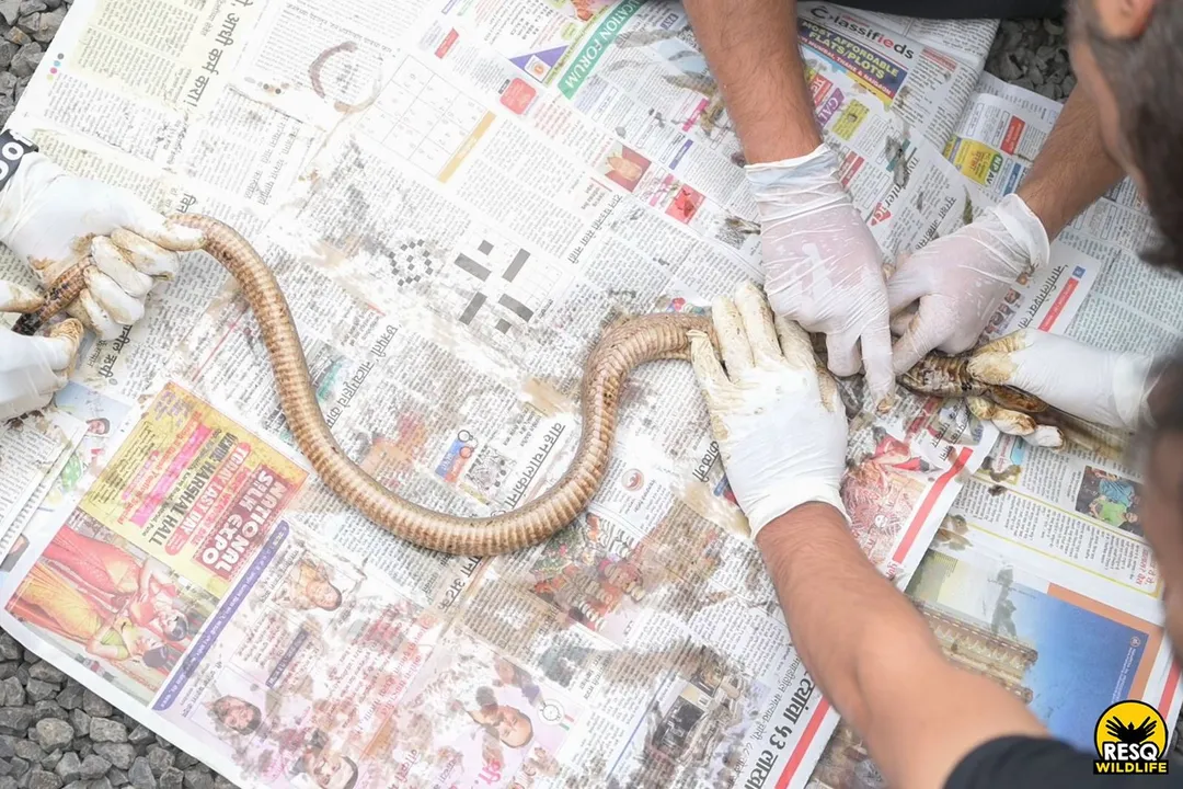 Are Indian cobras aggressive?, Display Mechanism