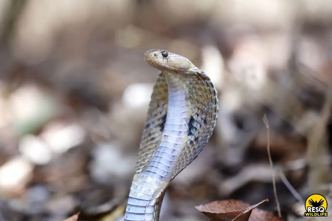What type of toxins dominate the venom complex of the Indian Cobra?