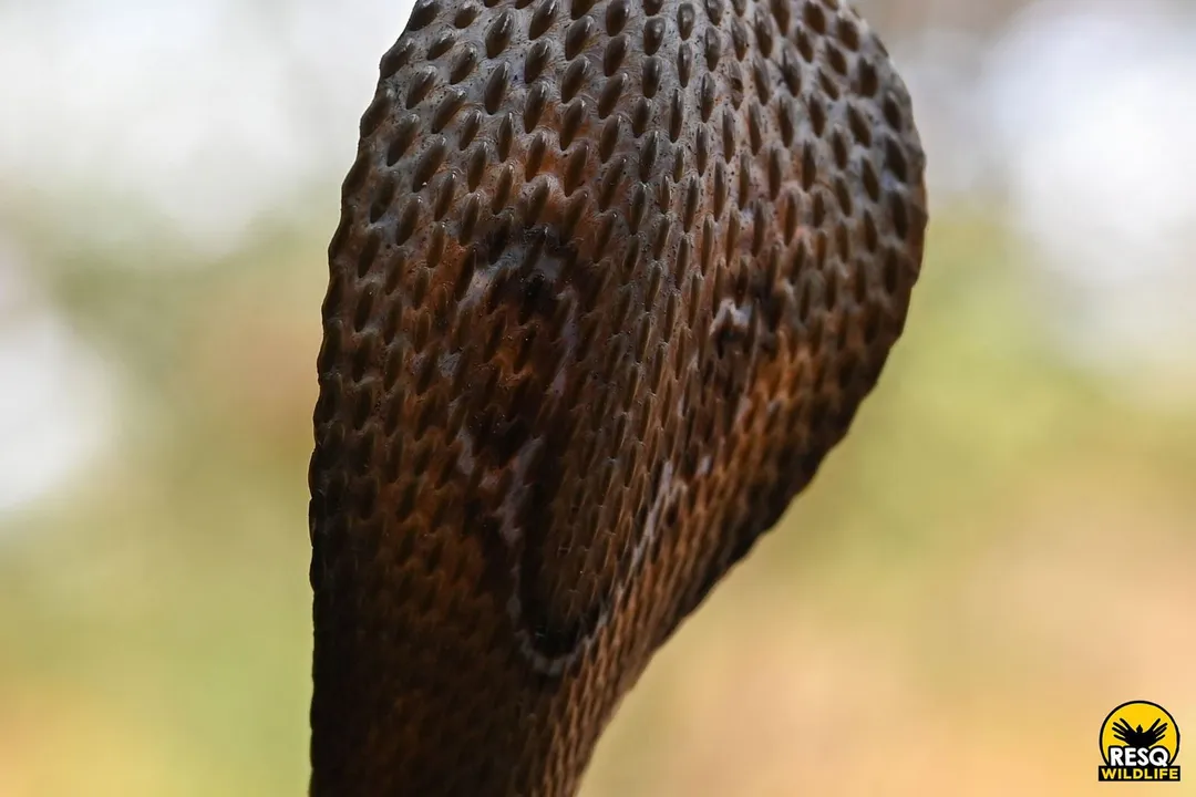 Are Indian cobras aggressive?, Venom Potency