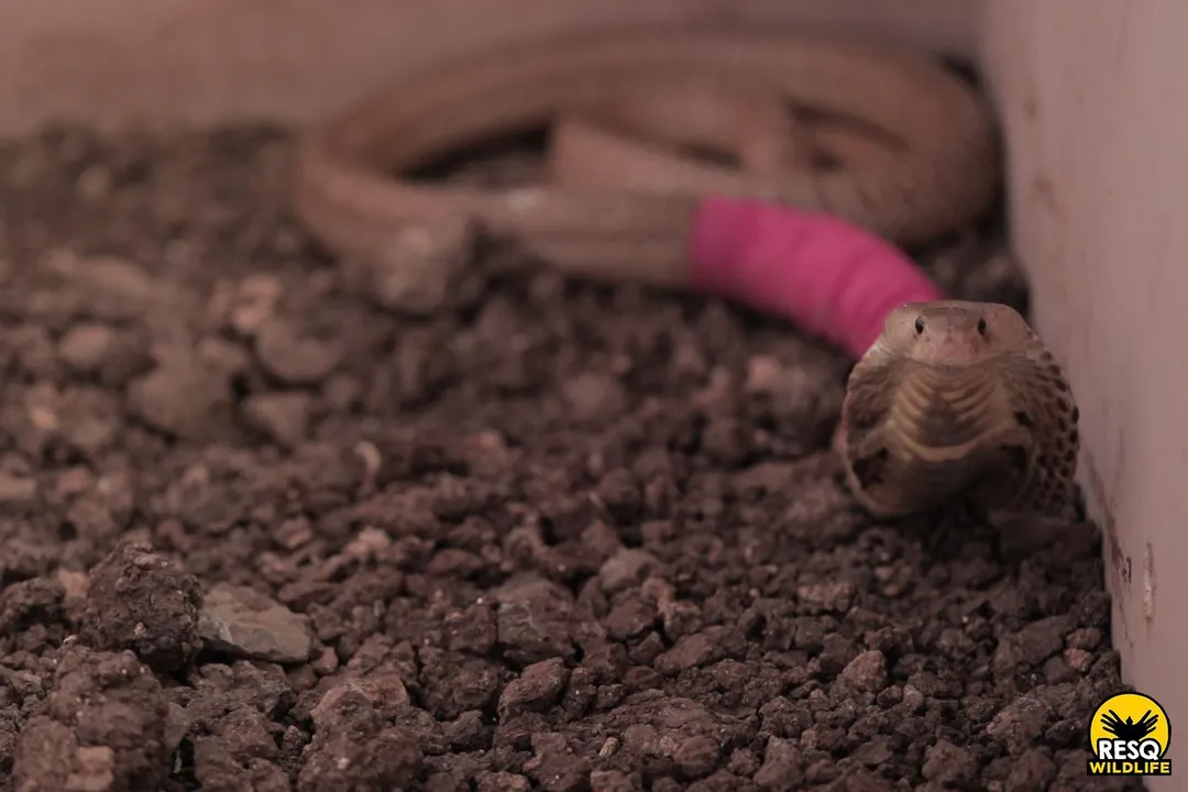 Are Indian cobras aggressive?, Shared Spaces