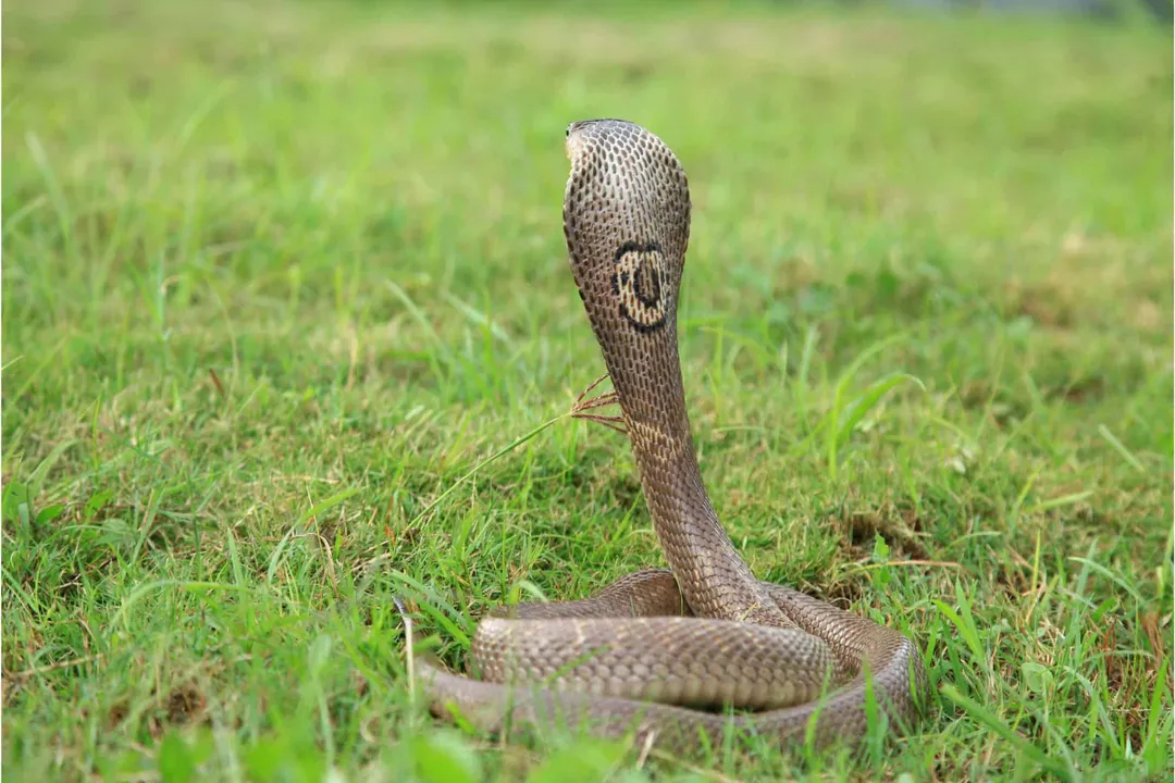 Are Indian cobras deaf?, Charming Myth