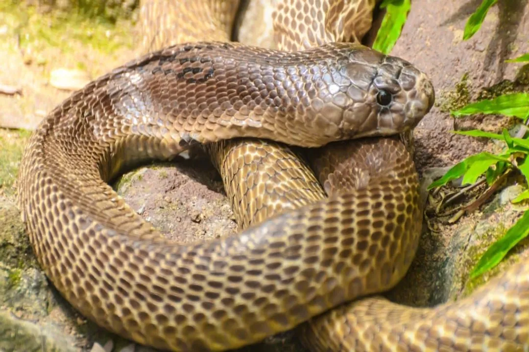 Are Indian cobras deaf?, Ground Input