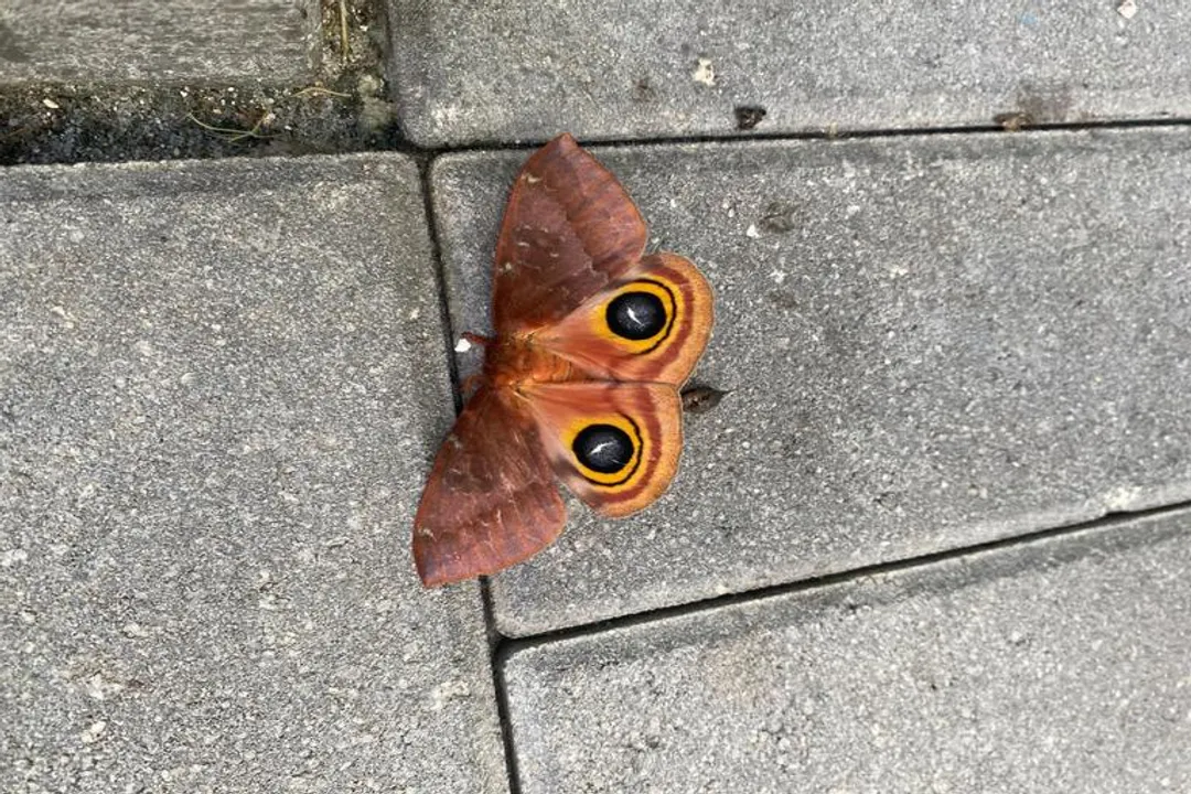 Are io moths invasive?, Caterpillar Warning