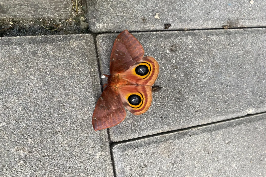 Are io moths invasive?