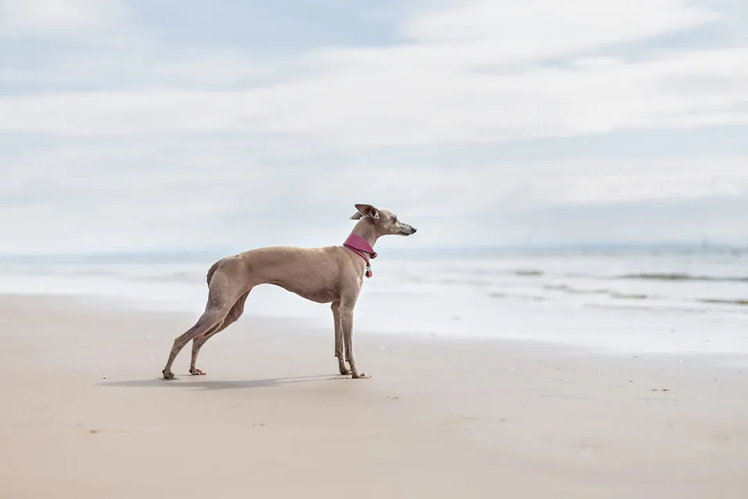 Are Italian Greyhounds from Egypt?, Ancient Sighthounds