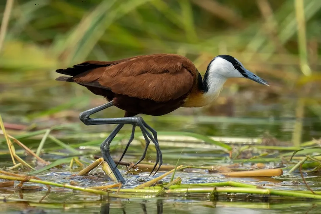 Are jacanas endangered?, Island Species