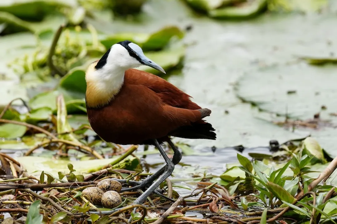 Are jacanas endangered?