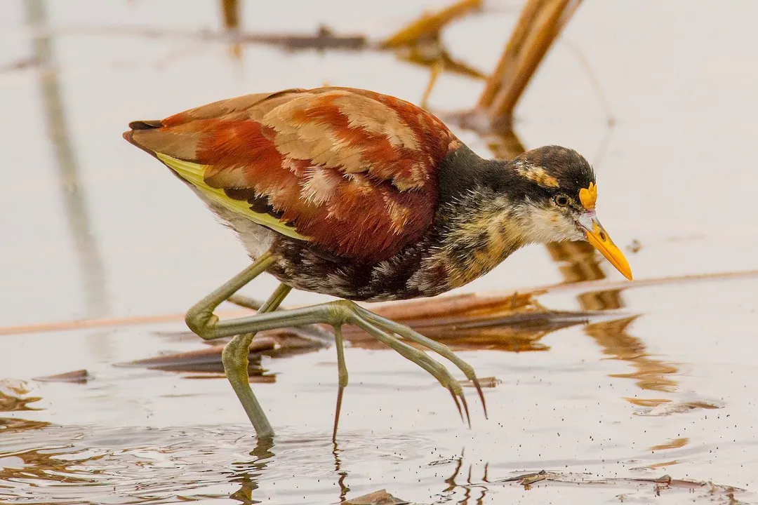 Are jacanas endangered?, Long Toes