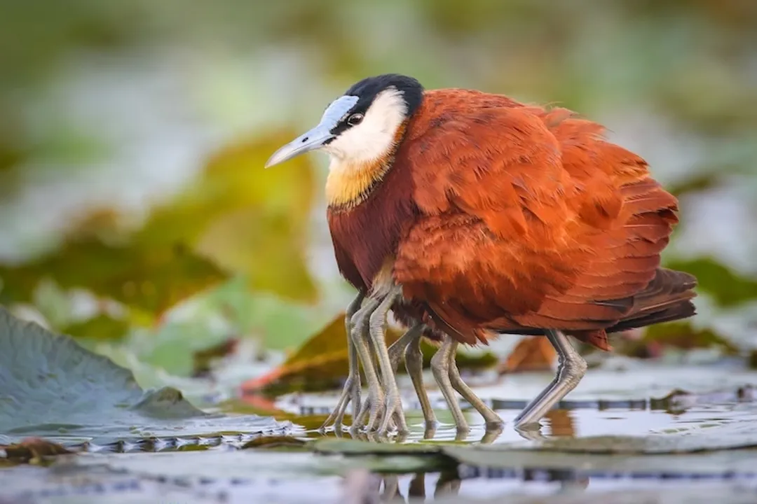 Are jacanas endangered?, Northern Bird