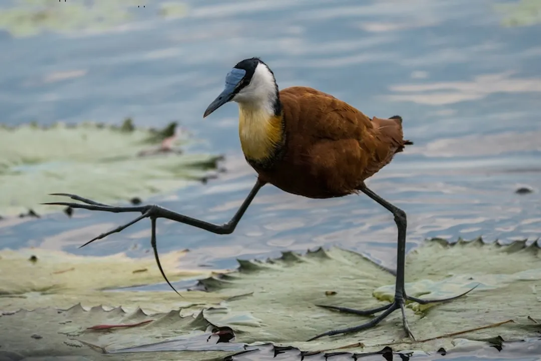 Are jacanas endangered?, Status Check