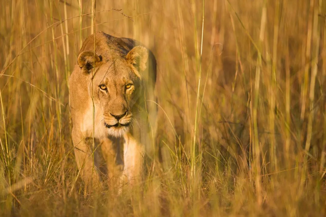 Are jaguars friendly to humans?, Defensive Maneuvers