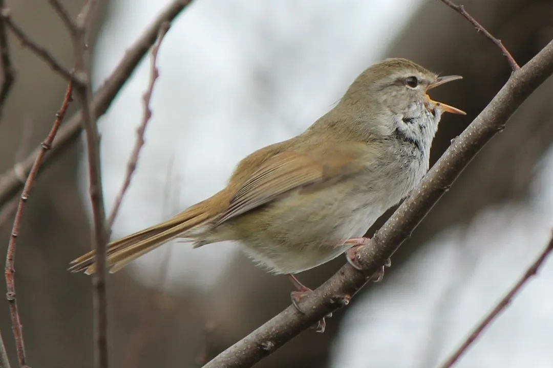 Are Japanese Bush Warblers endangered?, Song and Breeding Strategy