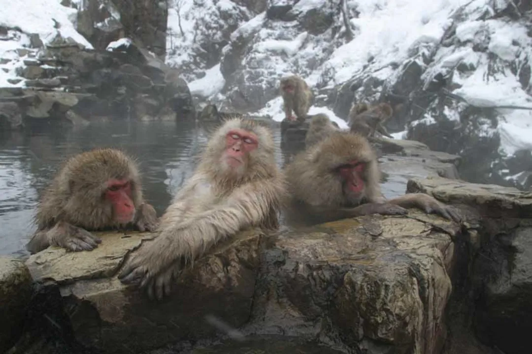 Are Japanese macaques intelligent?, Cultural Transmission