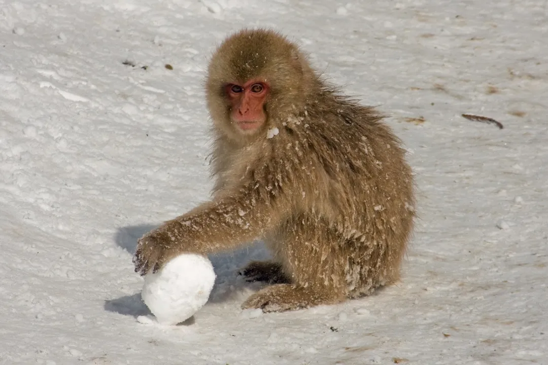 Are Japanese macaques intelligent?, Vocal Potential