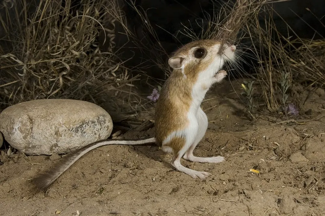 Are kangaroo rats aggressive?