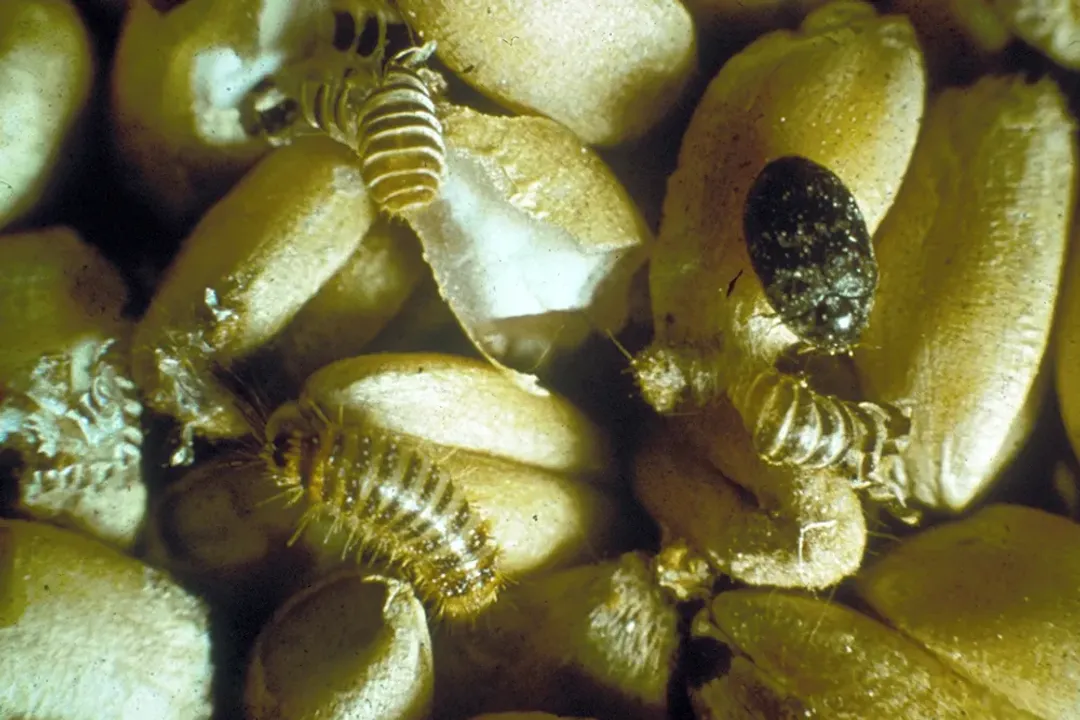 Are khapra beetles harmful to humans?, Beetle Resilience