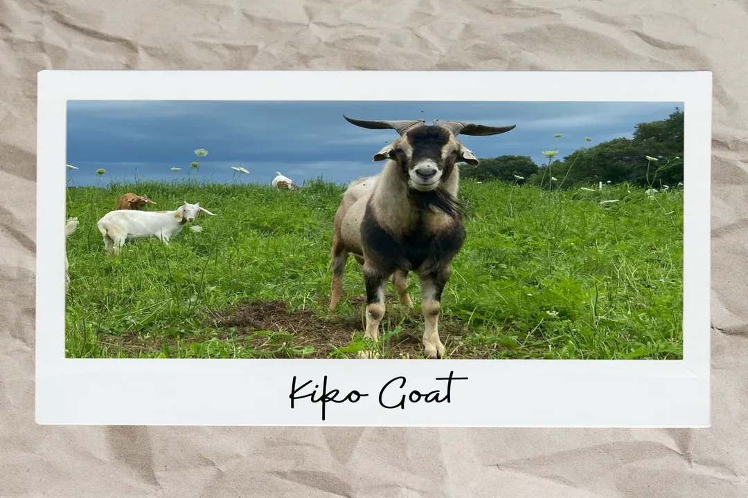 Are Kiko goats friendly?