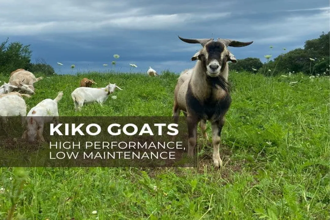 Are Kiko goats friendly?, Hardiness Heritage