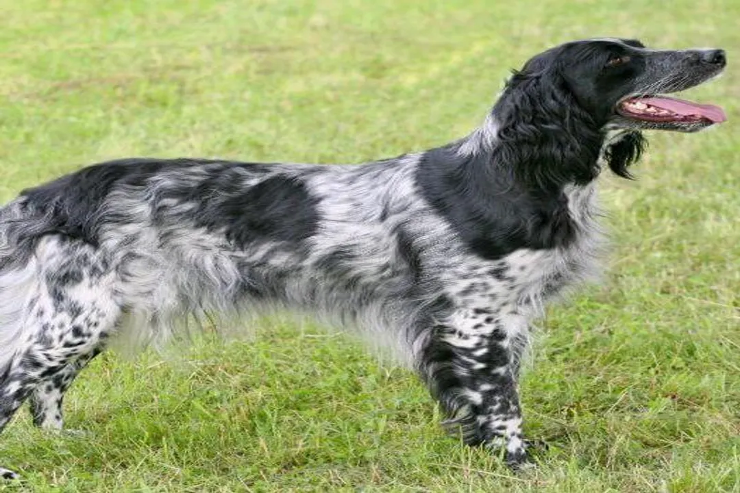 Are Large Munsterlanders good family dogs?, Sociability