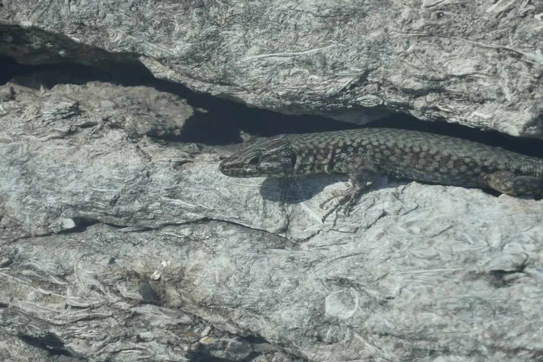 Are Lazarus lizards invasive?