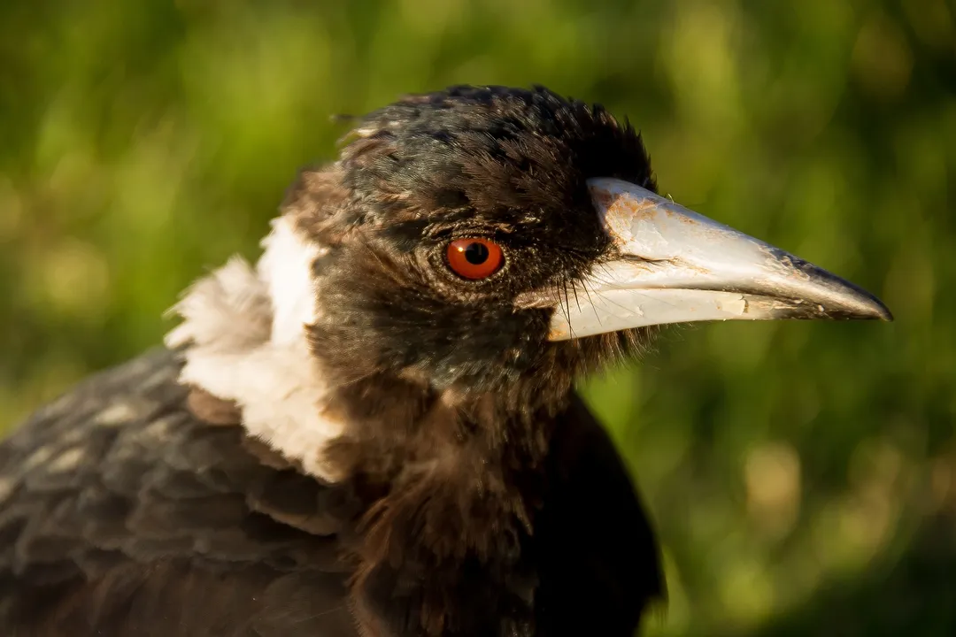 Are magpies prehistoric?, Factual Ancestor