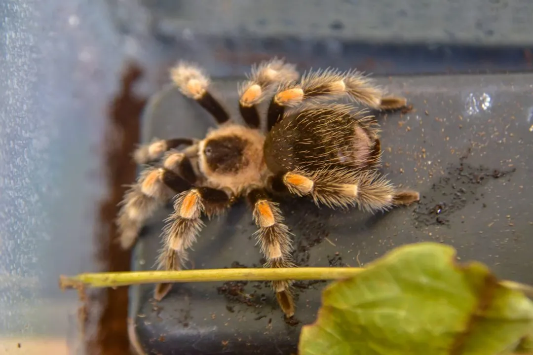 Are Mexican fireleg tarantulas poisonous?, Venomous Status