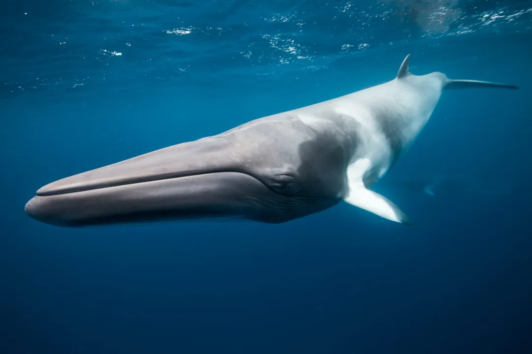 Are minke whales friendly?, Global Presence