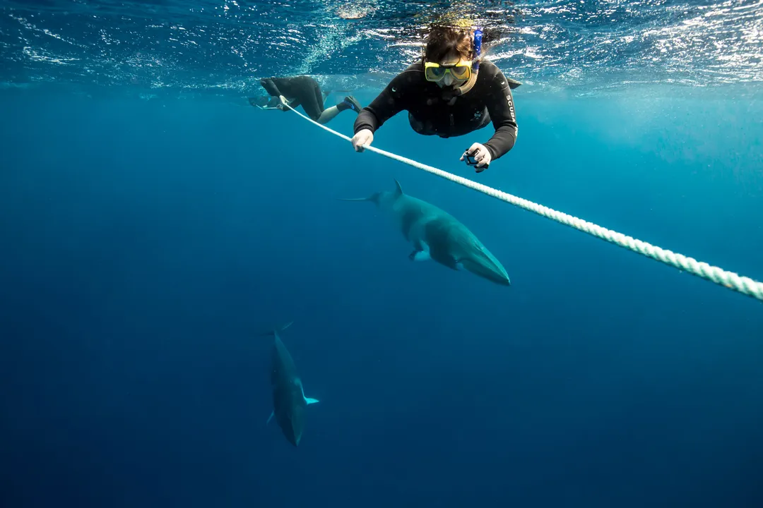 Are minke whales friendly?, Dwarf Subspecies