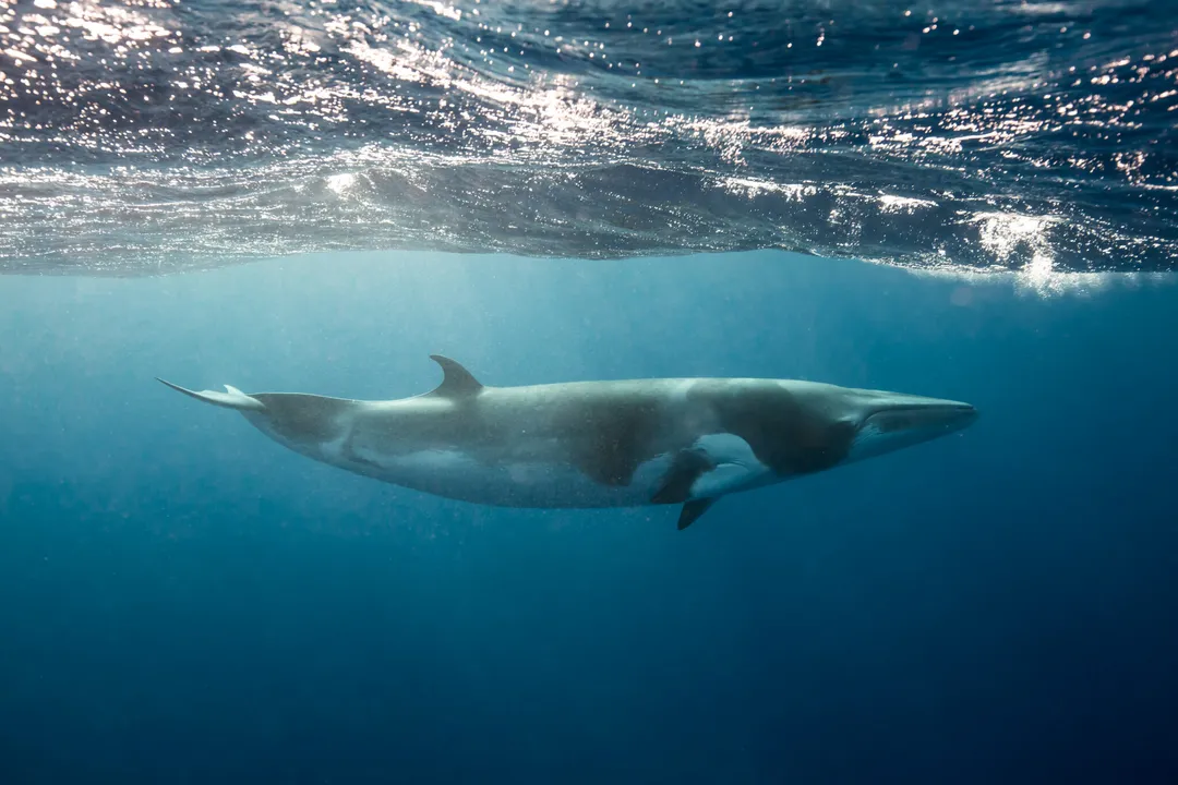 Are minke whales friendly?, Whale Size
