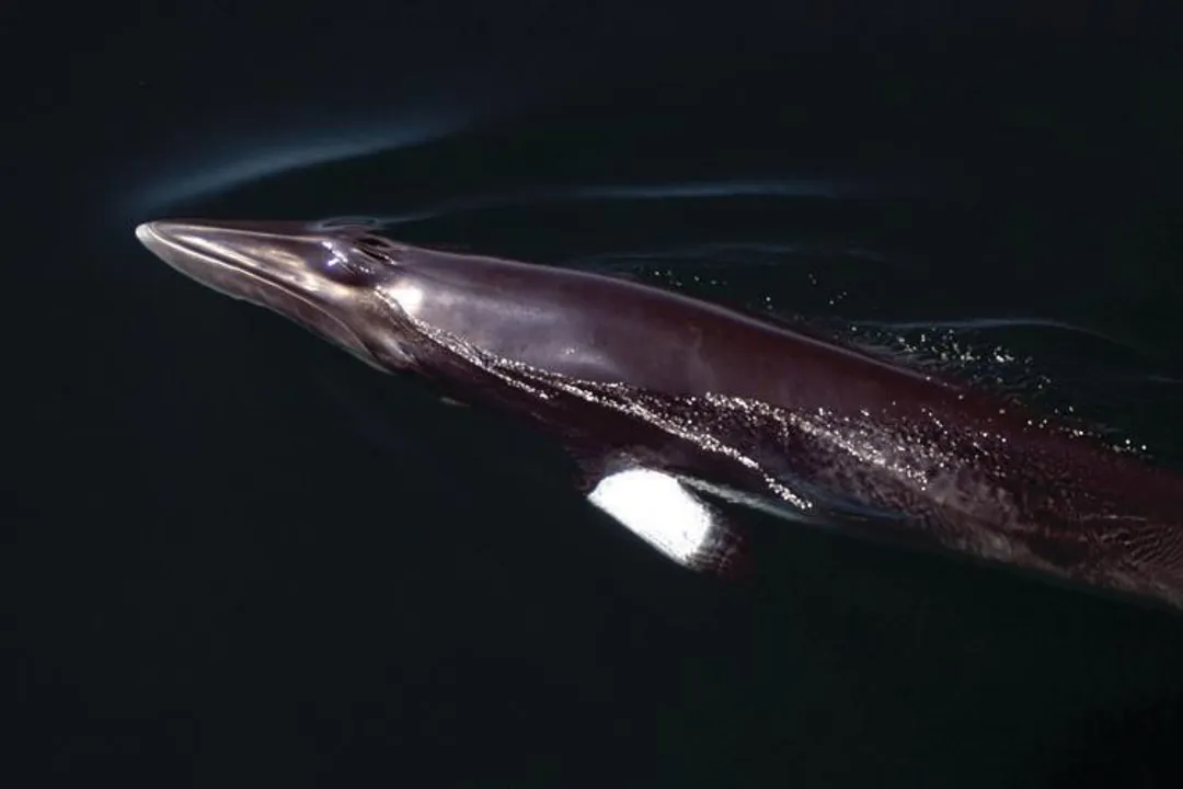 Which baleen whale is generally smaller than the minke whale?