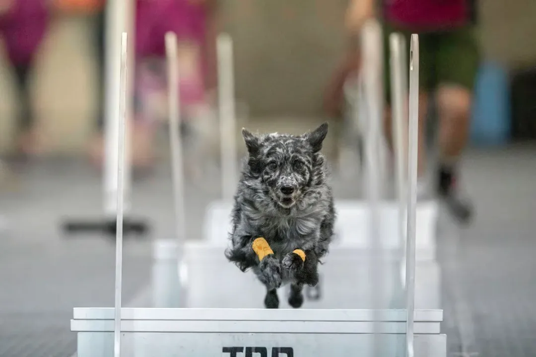 Are Mudi dogs friendly?, Family Affection