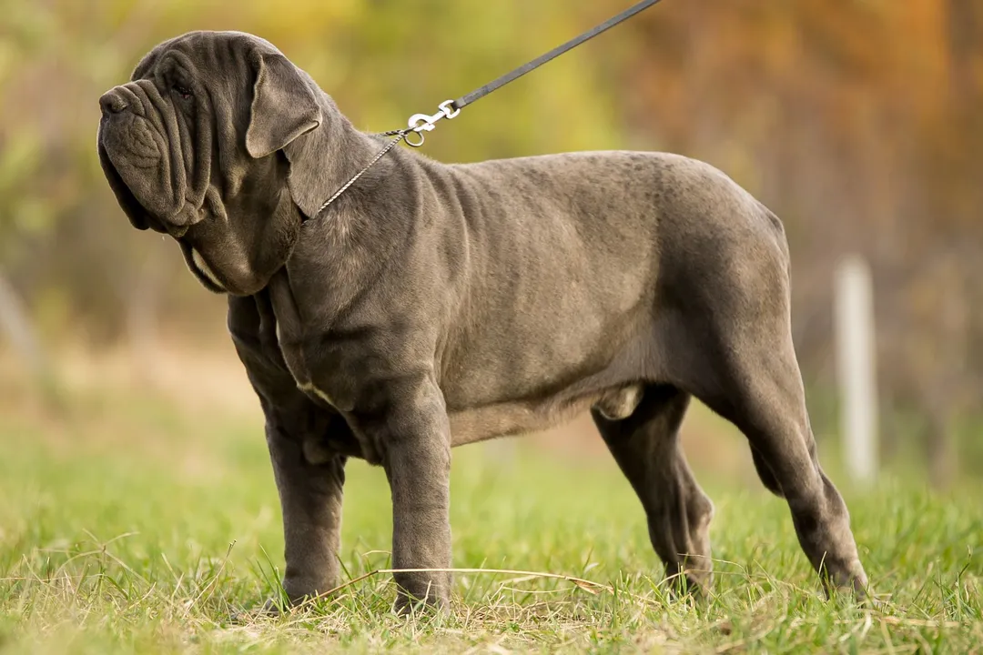 Are Neapolitan Mastiffs high maintenance?