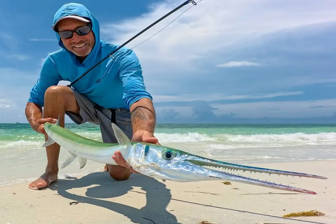 Are needlefish attacks common?, Fish Range