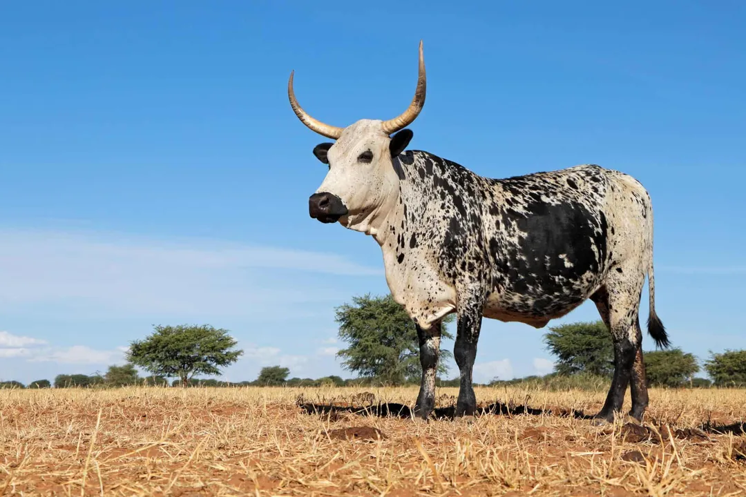 Are Nguni cattle easy to care for?, Pasture Requirements