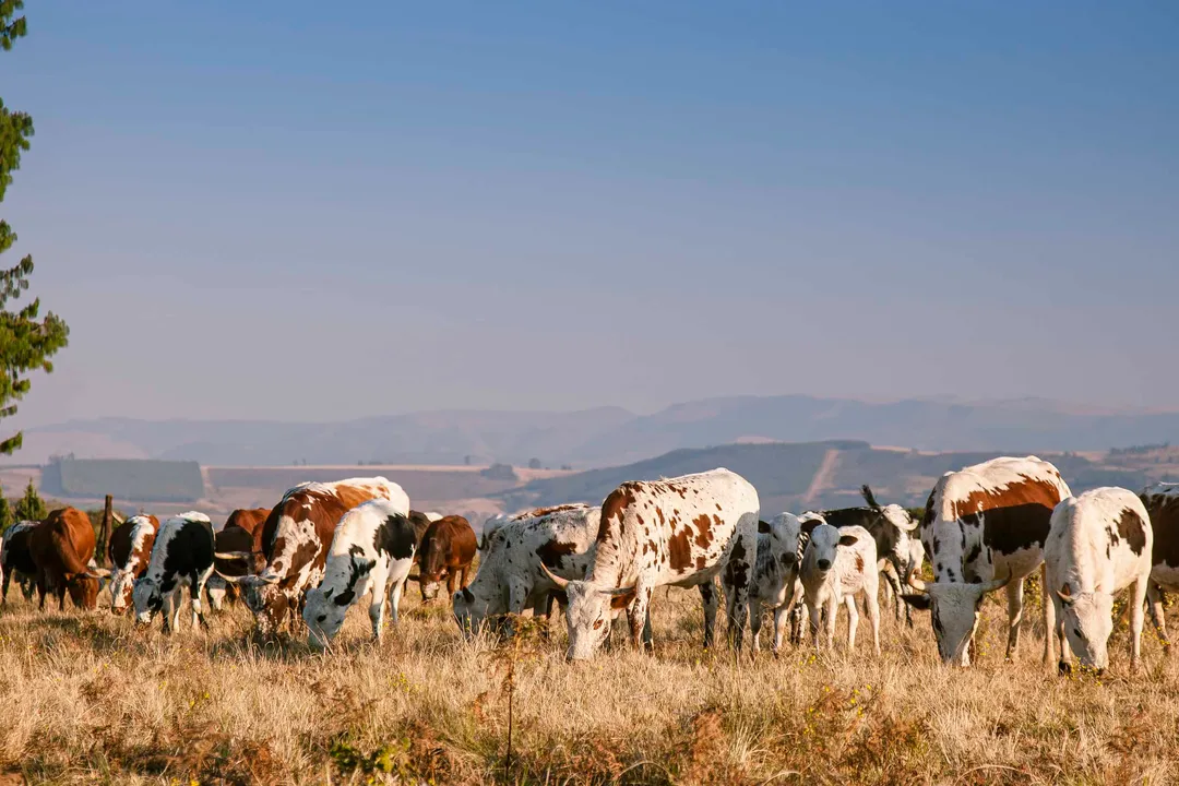 Are Nguni cattle easy to care for?, Hardiness Factors
