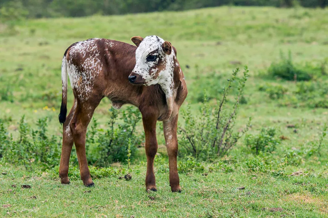 Are Nguni cattle easy to care for?, Reproductive Management