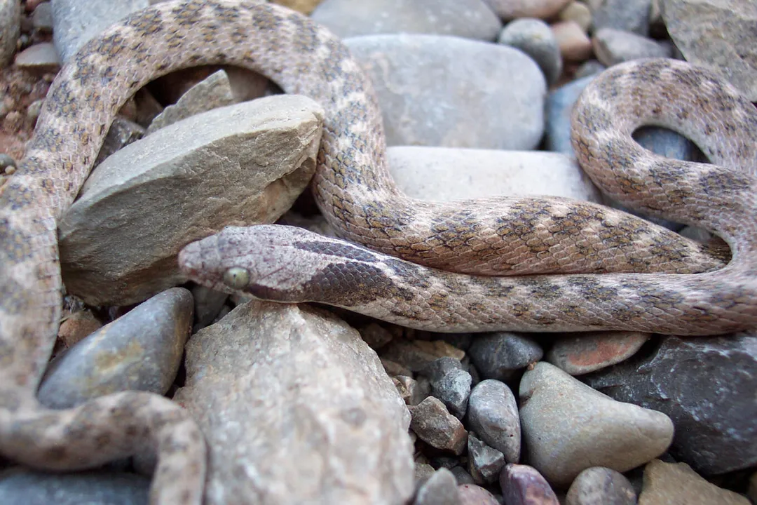Are night snakes venomous to humans?, Habitat Behavior