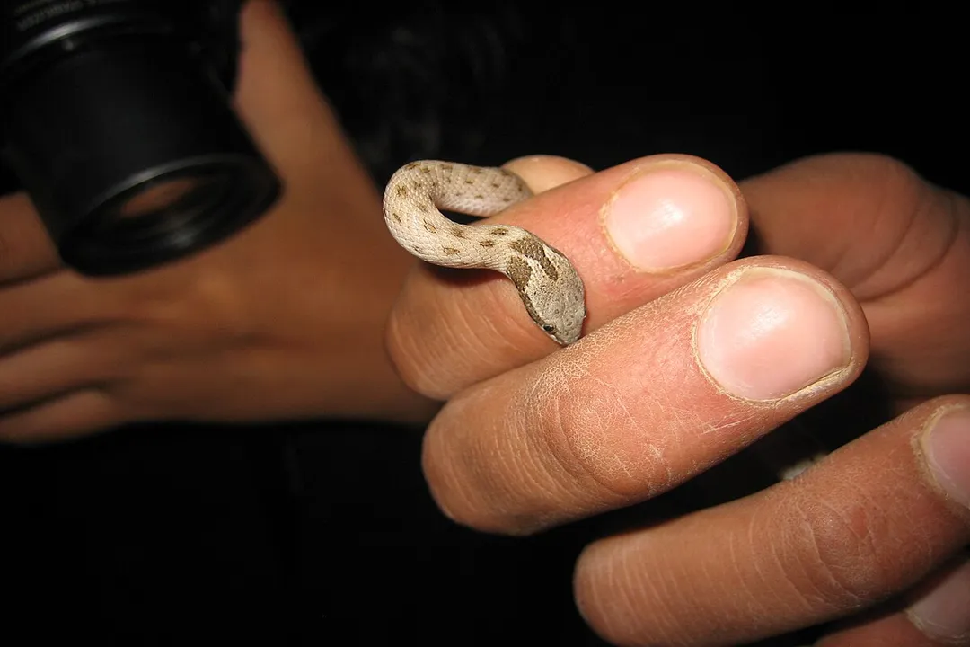 Are night snakes venomous to humans?, Fang Mechanics