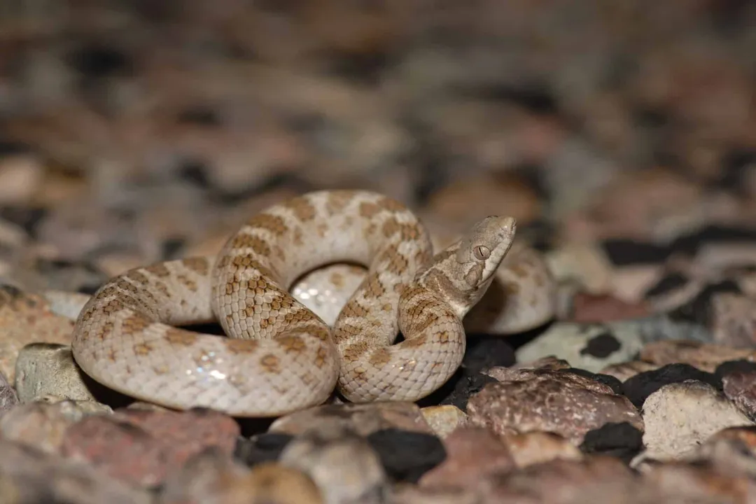 Are night snakes venomous to humans?, Venom Status