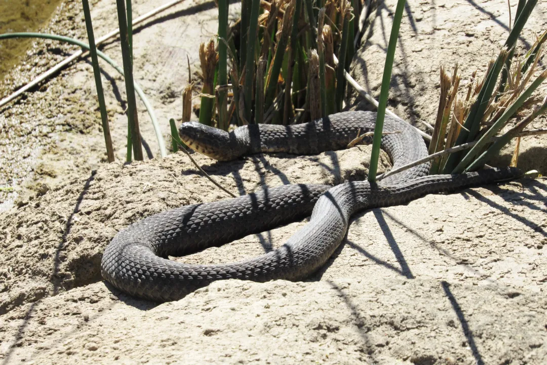 Are northern water snakes harmless?, Venom Status