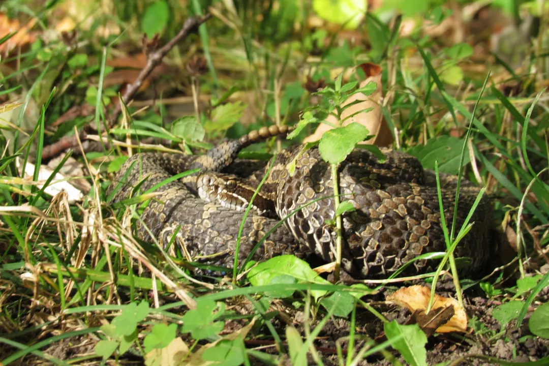 Are northern water snakes harmless?, Look Alike