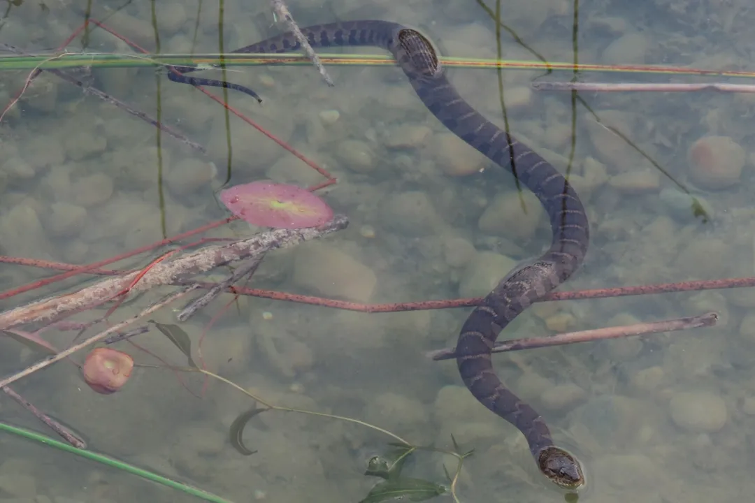 Are northern water snakes harmless?