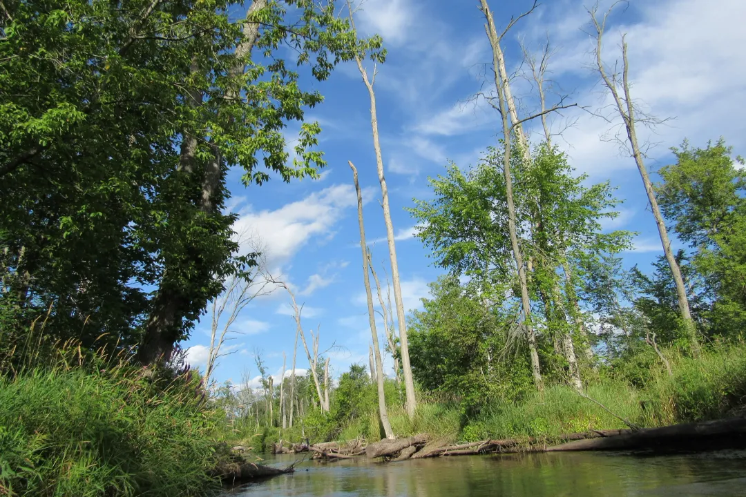 Are northern water snakes harmless?, Life Near Water