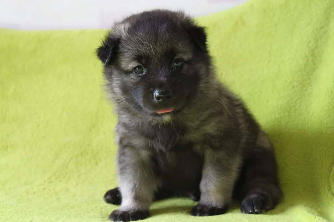 Are Norwegian Elkhounds bigger than German shepherds?