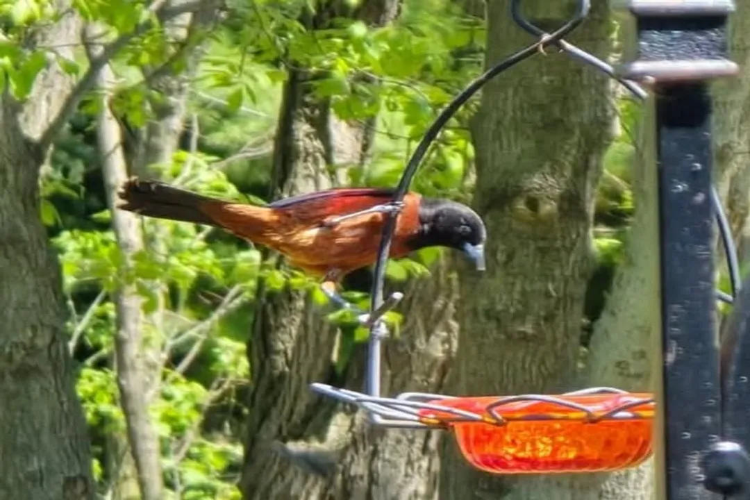 Are orchard orioles in Wisconsin?