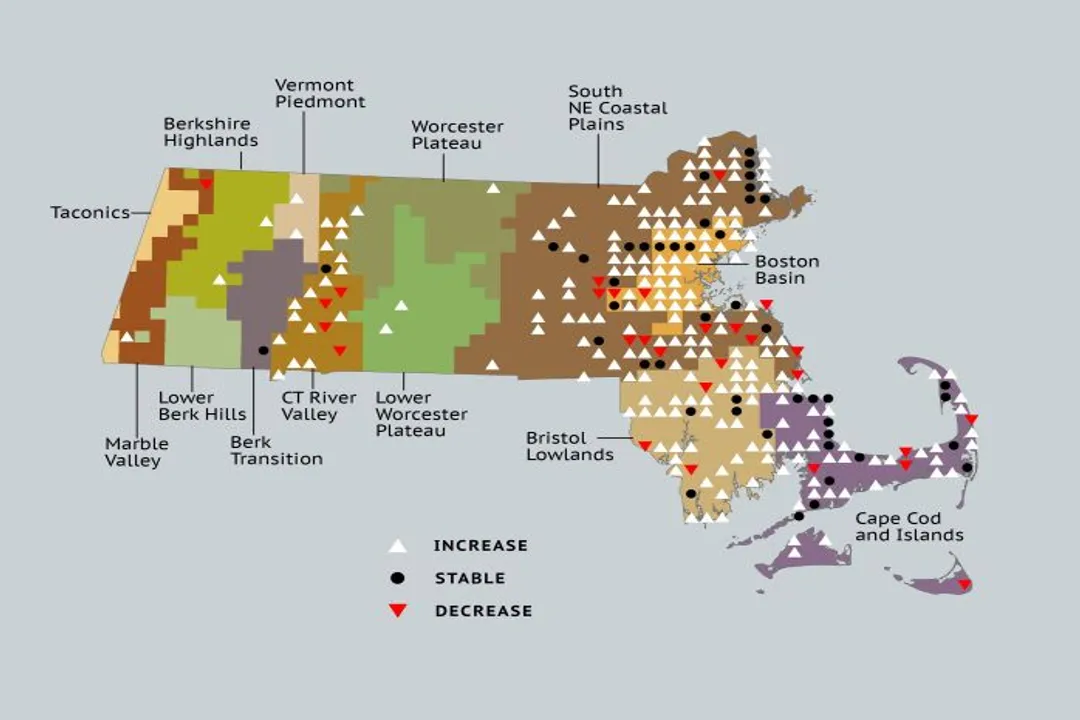 Are orchard orioles rare?, Distinctive Plumage