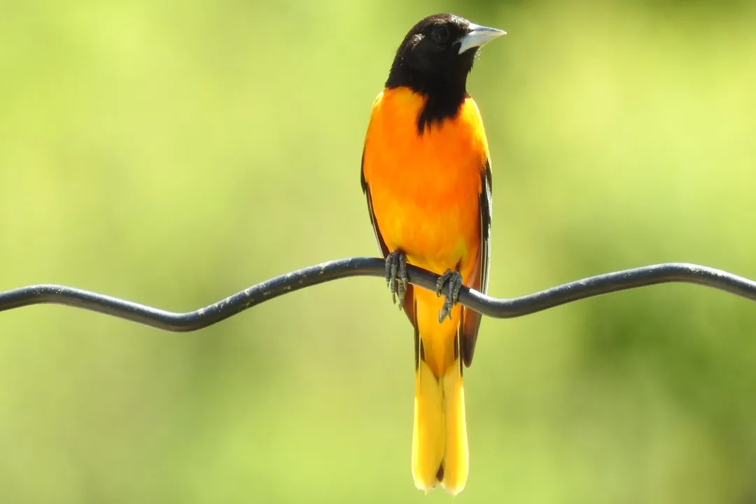 Are orchard orioles rare?, Breeding Rhythm