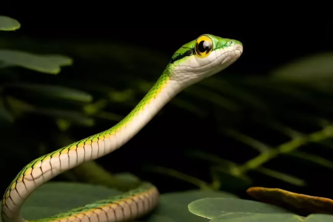 Are parrot snakes venomous to humans?, Natural Role